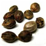 Семена марихуаны АК-47 (Seeds AK-47) в Камышлове Семена марихуаны АК-47 (Seeds AK-47) в Камышлове